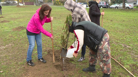Több mint 30 fát ültettek el Kaposváron