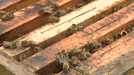 Elfagyott az akác, bajban a méhészek