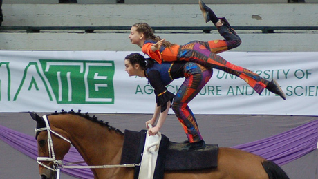 Kaposvári éremeső a nemzetközi lovastorna versenyen