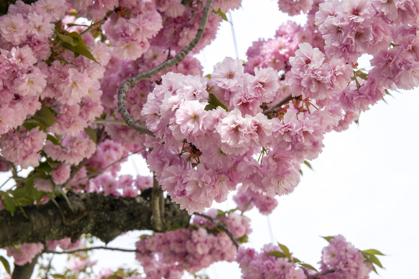 Virágba borultak a japán cseresznyefák