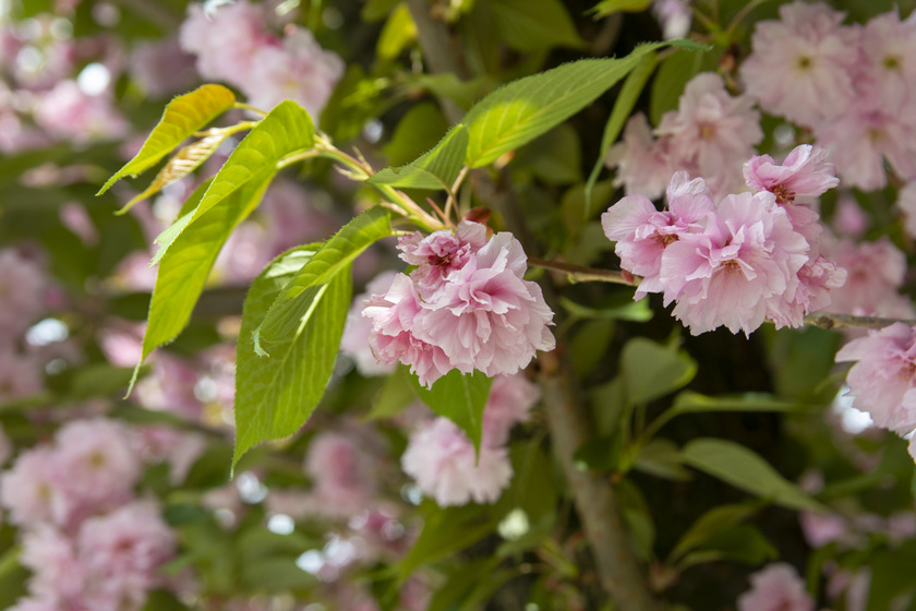 Virágba borultak a japán cseresznyefák