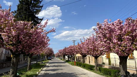 Virágdíszben a Temesvár utca