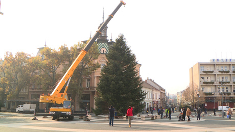 Megérkezett a Kossuth térre Kaposvár idei karácsonyfája