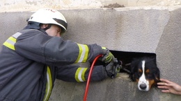 Bajba jutott kutyát mentettek a tűzoltók