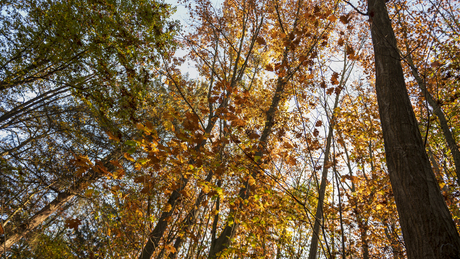 Őszi színekben pompázik a Tókaji parkerdő