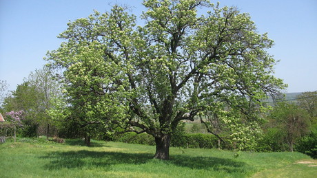 Év fája: különdíjat kapott a 300 éves somogyi berkenyefa