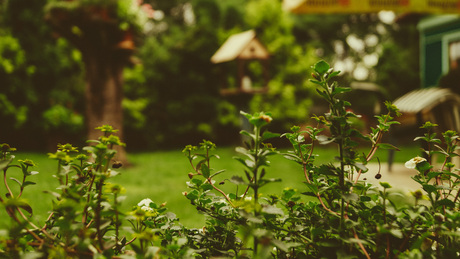 Fenntartható kert kevés gondozással