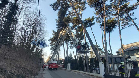 Veszélyesen megdőlt egy fa Balatonvilágoson