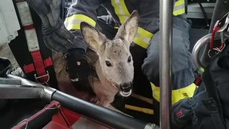 Kerítésbe szorult egy őz Kaposváron